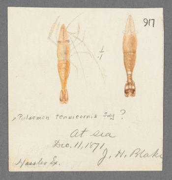 Media type: image; Invertebrate Zoology 19100